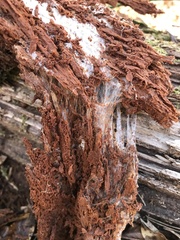 Wrightoporia austrosinensis