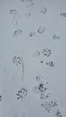 Didelphis virginiana