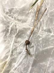 Echinodothis tuberiformis