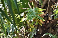 Phlebodium aureum