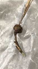 Echinodothis tuberiformis