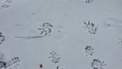 Didelphis virginiana