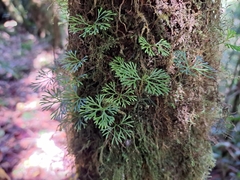 Elaphoglossum peltatum