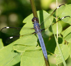 Libellula cyanea
