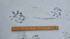 Didelphis virginiana