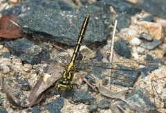 Austrogomphus guerini