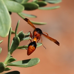 Delta latreillei