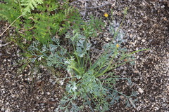 Eschscholzia minutiflora