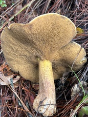 Suillus fuscotomentosus