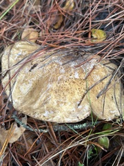 Suillus fuscotomentosus