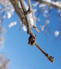 Neuroterus escharensis