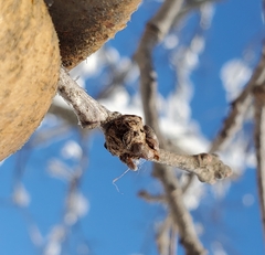 Neuroterus escharensis