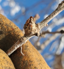 Neuroterus escharensis