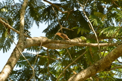 Campylorhynchus turdinus