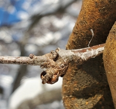 Neuroterus escharensis