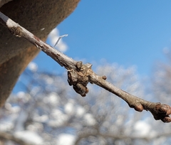 Neuroterus escharensis