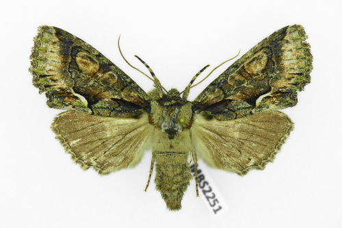 Green-brindled Crescent