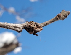 Neuroterus escharensis