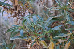 Eriodictyon trichocalyx lanatum