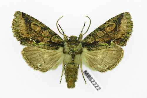 Green-brindled Crescent