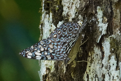 Hamadryas feronia