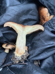 Lactarius xanthogalactus