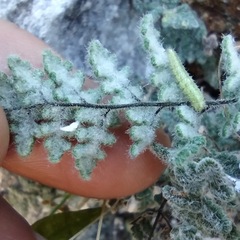 Myriopteris parryi