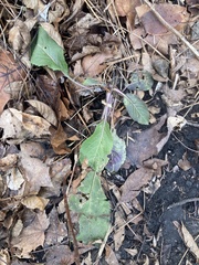 Parthenium integrifolium