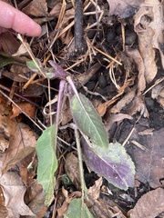 Parthenium integrifolium