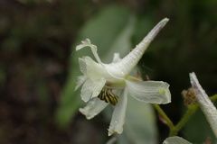 Delphinium xantholeucum