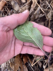 Parthenium integrifolium