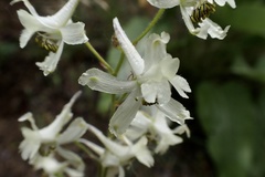 Delphinium xantholeucum