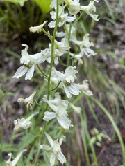 Delphinium xantholeucum