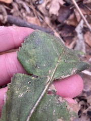 Parthenium integrifolium