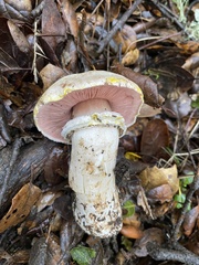 Agaricus xanthodermus