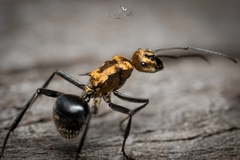 Polyrhachis semiaurata