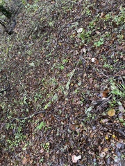 Agaricus xanthodermus