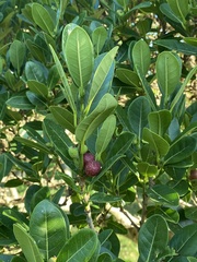 Ficus luschnathiana