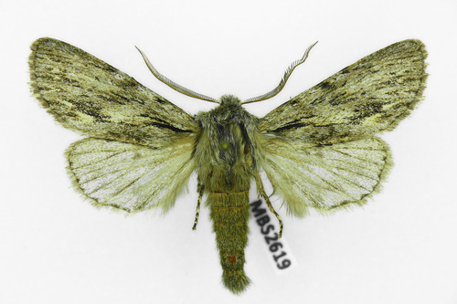 Sprawler, photo 6 of 7