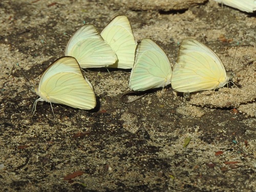 Great Southern White, photo 5 of 8