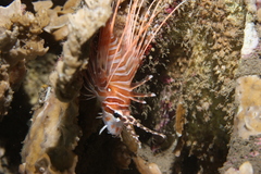 Pterois antennata