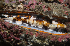 Spondylus varius