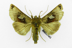 Autographa aemula