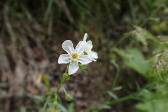 Hackelia diffusa arida