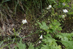 Hackelia diffusa arida