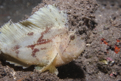 Taenianotus triacanthus