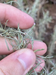 Aceria paracalifornica