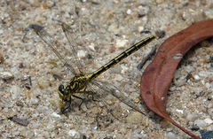 Austrogomphus guerini