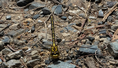 Austrogomphus guerini