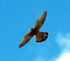 Falco tinnunculus canariensis